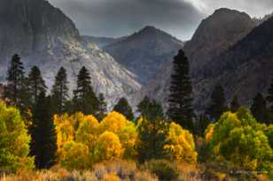 Aspens along June Lake road-0498